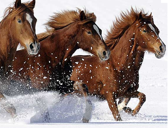 cheval-pays-du-mont-blanc